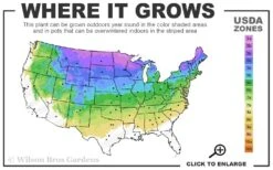 Dwarf Globe Blue Spruce (Picea Pungens 'Globosa') - 2 Gallon Pot -Garden Wisp Sales Store 3A 8A 8