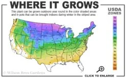 Kyushu Hydrangea - 3 Gallon Pot -Garden Wisp Sales Store 3a 8b 1