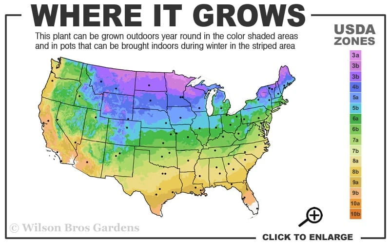 Summer Red Maple Tree - 2 Gallon Pot 3 Summer Red Maple Tree - 2 Gallon Pot - Image 3