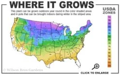 Grancy Graybeard - White Fringe Tree - 7 Gallon Pot (2-3') -Garden Wisp Sales Store 3b 9a 2