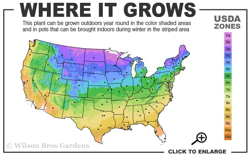 Idyllwild Juniper (Red Cedar) - 3 Gallon Pot 3 Idyllwild Juniper (Red Cedar) - 3 Gallon Pot - Image 3