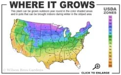 Ruby Spice Summersweet (Clethra) - 3 Gallon Pot -Garden Wisp Sales Store 3b 9b