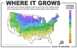 Bloomerang Dark Purple Lilac - 3 Gallon Pot -Garden Wisp Sales Store 4a 8a 1