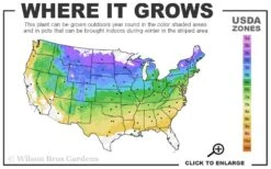 Northern Red Oak Tree (Quercus Rubra) - 3 Gallon Pot -Garden Wisp Sales Store 4a 8b 25