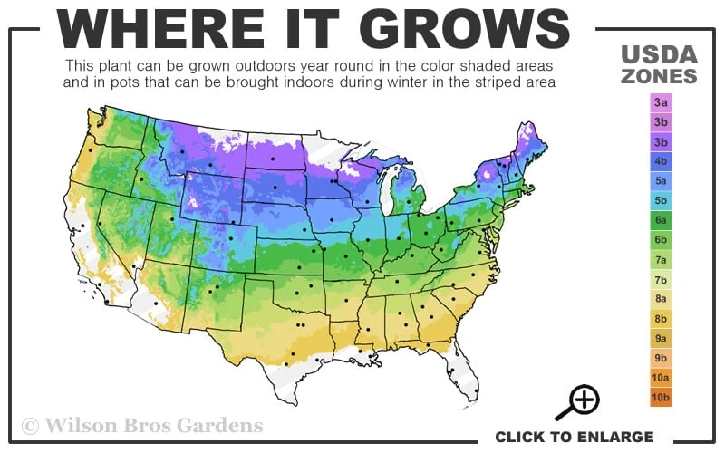 Pennsylvania Sedge (Carex Pennsylvanica) - 8 Pack 1 Gallon Pot 3 Pennsylvania Sedge (Carex Pennsylvanica) - 8 Pack 1 Gallon Pot - Image 3