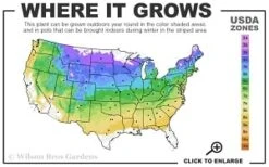 Highland Cream Creeping Thyme - 5 Pack Of Quart Pots -Garden Wisp Sales Store 4a 8b thumbnail