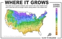 Climbing Hydrangea 'Petiolaris' - 5 Gallon Pot 11 Climbing Hydrangea 'Petiolaris' - 5 Gallon Pot -Garden Wisp Sales Store 4a 9a