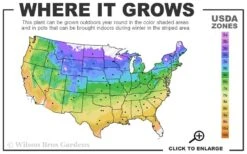 Silky Willow (Salix Sericea) - 3 Pack Of 1.5 Quart Pots 9 Silky Willow (Salix Sericea) - 3 Pack Of 1.5 Quart Pots -Garden Wisp Sales Store 4a 9b 63