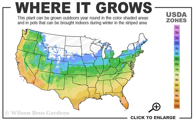 Northern Belle Sweetbay Magnolia Tree (Magnolia Virginiana) - 7 Gallon Pot (5-6') 3 Northern Belle Sweetbay Magnolia Tree (Magnolia Virginiana) - 7 Gallon Pot (5-6') - Image 3