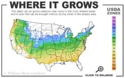 Orange Flame Japanese Maple - 2 Gallon Pot 8 Orange Flame Japanese Maple - 2 Gallon Pot -Garden Wisp Sales Store 5a 8b 7