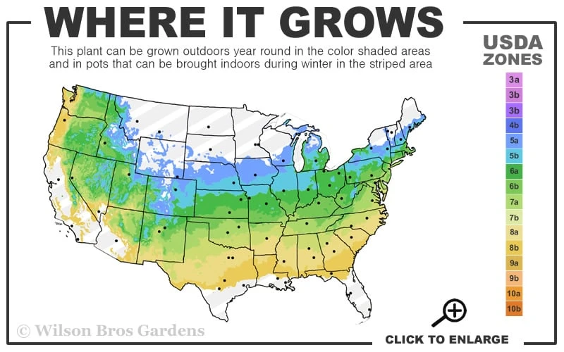 Orange Flame Japanese Maple - 2 Gallon Pot 3 Orange Flame Japanese Maple - 2 Gallon Pot - Image 3