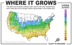 Katsura Japanese Maple - 3 Gallon Pot 8 Katsura Japanese Maple - 3 Gallon Pot -Garden Wisp Sales Store 5a 9a 26