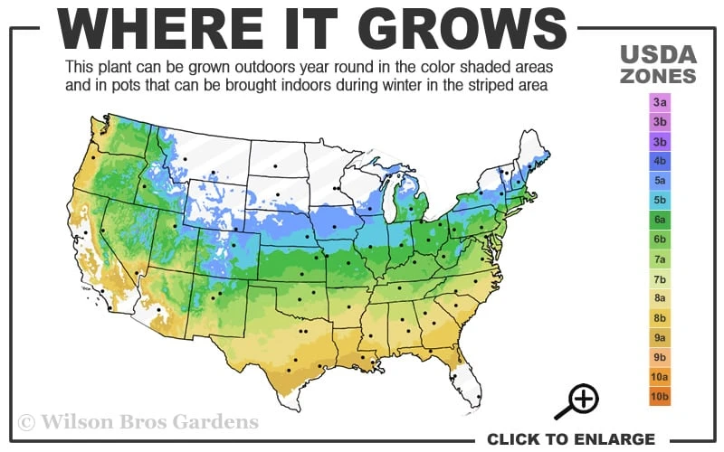 Bloodgood Red Leaf Japanese Maple - 7 Gallon Pot (4-5') 3 Bloodgood Red Leaf Japanese Maple - 7 Gallon Pot (4-5') - Image 3