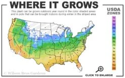 Shaina Dwarf Red Japanese Maple - 3 Gallon Pot 8 Shaina Dwarf Red Japanese Maple - 3 Gallon Pot -Garden Wisp Sales Store 5a 9b 75