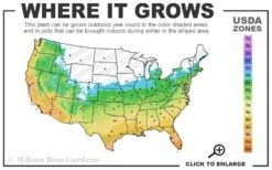 Claudia Wannamaker Southern Magnolia - 5 Gallon Pot -Garden Wisp Sales Store 5b 11 10