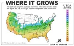 Lady In Red Hydrangea - 3 Gallon Pot 9 Lady In Red Hydrangea - 3 Gallon Pot -Garden Wisp Sales Store 5b 9b