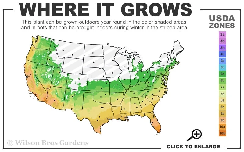 Mayhaw Tree (Crataegus Astivalis) - 5 Gallon Pot 2 Mayhaw Tree (Crataegus Astivalis) - 5 Gallon Pot - Image 2
