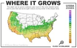 Cab Sav Cold Hardy Eucalyptus Tree (Eucalyptus Rubida) - 1 Gallon Pot -Garden Wisp Sales Store 6a 11 3