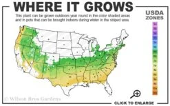 Zabel Laurel (Prunus Laurocersasus 'Zabeliana') - 6 Pack Of 1 Gallon Pots 7 Zabel Laurel (Prunus Laurocersasus 'Zabeliana') - 6 Pack Of 1 Gallon Pots -Garden Wisp Sales Store 6a 8b 2