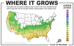 Taylor Pink Japanese Maple - 1 Gallon Pot -Garden Wisp Sales Store 6a 9a 4