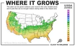 Edith Bogue Cold Hardy Evergreen Magnolia - 7 Gallon Pot 10 Edith Bogue Cold Hardy Evergreen Magnolia - 7 Gallon Pot -Garden Wisp Sales Store 6a 9b 21