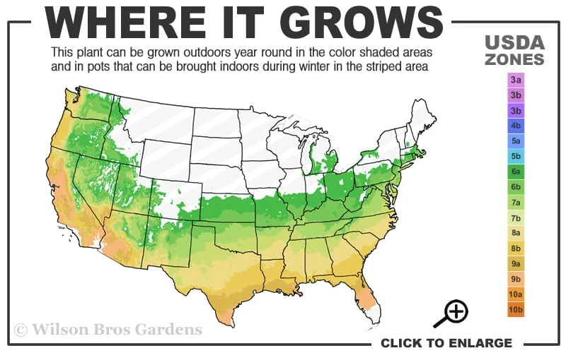 Southern Red Oak Tree (Quercus Falcata) - 3 Pack Of 1.5 Quart Pots 3 Southern Red Oak Tree (Quercus Falcata) - 3 Pack Of 1.5 Quart Pots - Image 3