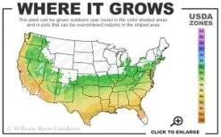 Rosie Posie Agastache (Hummingbird Mint) - 5 Pack Of Quarts -Garden Wisp Sales Store 6a 9b thumbnail