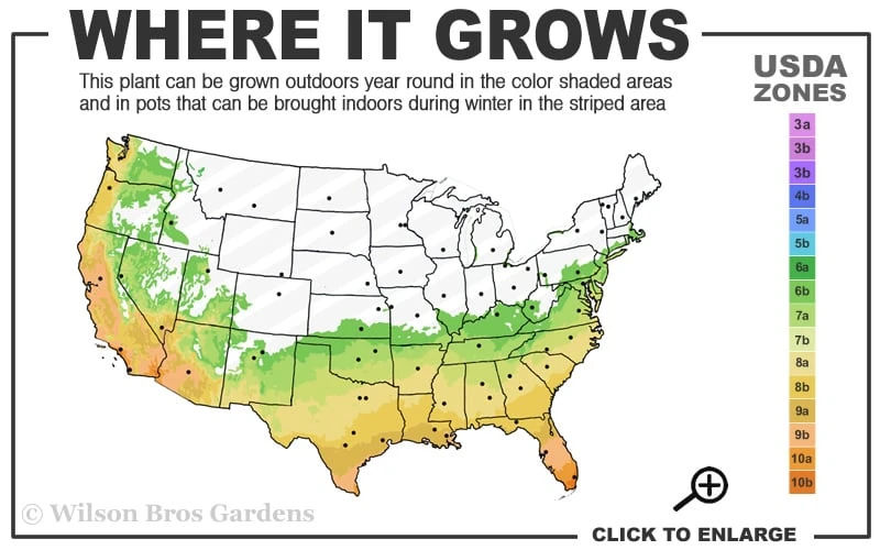 Angus Cold Hardy Eucalyptus Tree (Eucalyptus Nicholii) - 1 Gallon Pot 3 Angus Cold Hardy Eucalyptus Tree (Eucalyptus Nicholii) - 1 Gallon Pot - Image 3