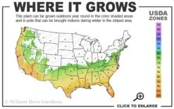 Angus Cold Hardy Eucalyptus Tree (Eucalyptus Nicholii) - 6 Pack Of 1 Gallon Pots -Garden Wisp Sales Store 6b 10b 6