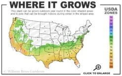 Big O Cold Hardy Eucalyptus Tree (Eucalyptus Neglecta) - 5 Gallon Pot (4-5') -Garden Wisp Sales Store 6b 9b 1