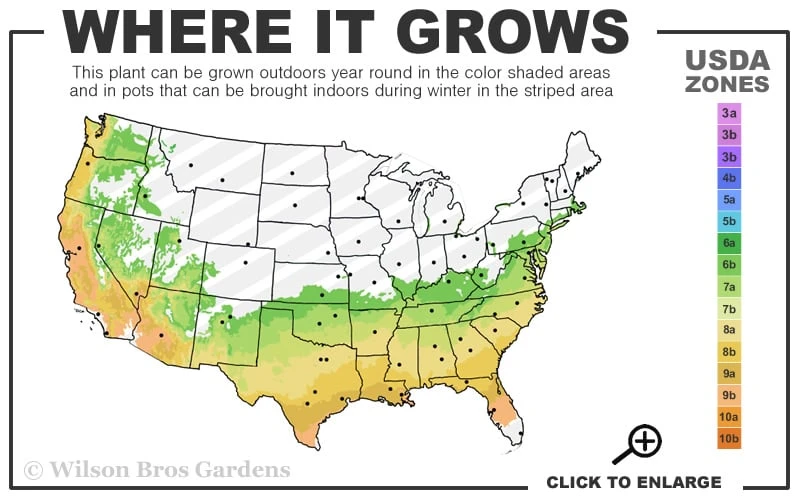 Sweet October Fragrant Camellia - 3 Gallon Pot 3 Sweet October Fragrant Camellia - 3 Gallon Pot - Image 3