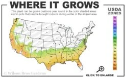 Stellar Ruby Magnolia X Figo - Banana Shrub Hybrid - 3 Gallon Pot -Garden Wisp Sales Store 7A 9B 3