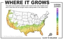 Little Gem Dwarf Southern Magnolia - 3 Gallon Pot (2.5-3.5') -Garden Wisp Sales Store 7a 10a 2