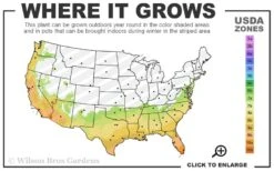 Waxleaf Ligustrum - 1 Gallon Pot -Garden Wisp Sales Store 7a 10b 4