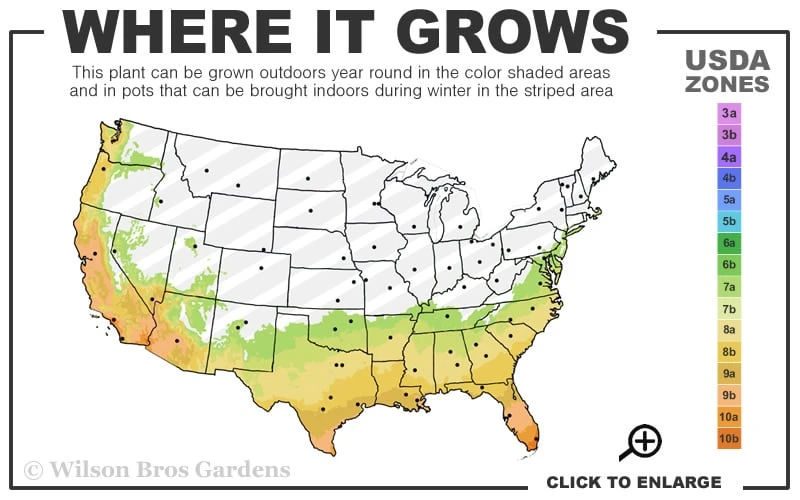 Snow Cream Edgeworthia Paper Bush - 5 Gallon 3 Snow Cream Edgeworthia Paper Bush - 5 Gallon - Image 3