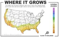 Fragrant White Tea Olive - 7 Gallon Pot (5-6') -Garden Wisp Sales Store 7b 10b 2