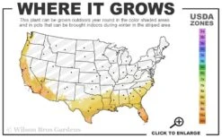 Bluey Cold Hardy Eucalyptus Tree (Eucalyptus Pulverulenta) - 2 Gallon Pot 11 Bluey Cold Hardy Eucalyptus Tree (Eucalyptus Pulverulenta) - 2 Gallon Pot -Garden Wisp Sales Store 8a 11 8