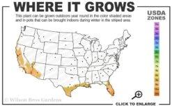 Philippine Lily - 1 Quart Pot 9 Philippine Lily - 1 Quart Pot -Garden Wisp Sales Store 9a 11