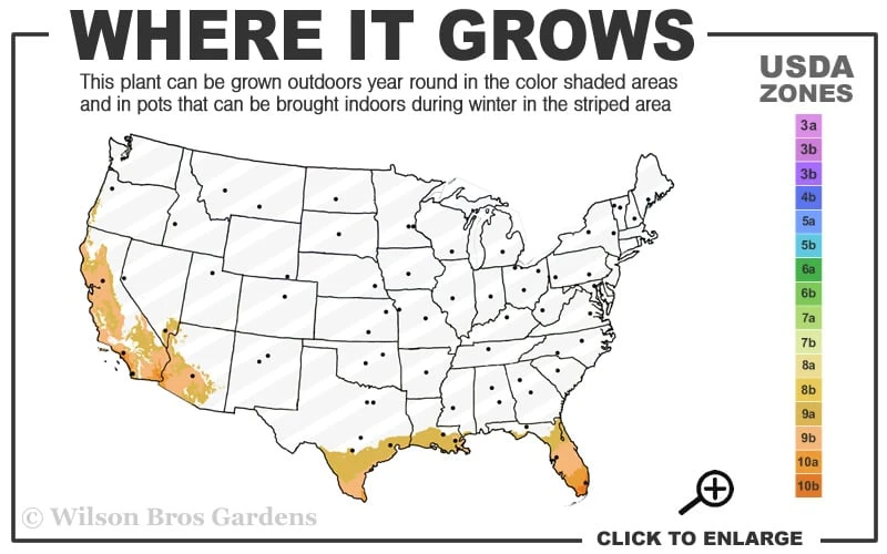 Philippine Lily - 1 Quart Pot 3 Philippine Lily - 1 Quart Pot - Image 3