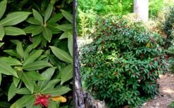 Florida Anise - Illicium Floridanum - 1 Gallon Pot -Garden Wisp Sales Store Anise Florida