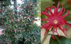 Florida Anise - Illicium Floridanum - 1 Gallon Pot -Garden Wisp Sales Store Anise Florida 50