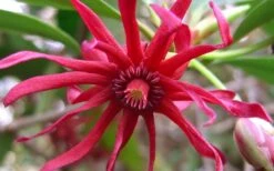 Florida Anise - Illicium Floridanum - 1 Gallon Pot -Garden Wisp Sales Store Anise Florida Flower 50