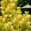 Florida Sunshine Anise - 2 Gallon Pot