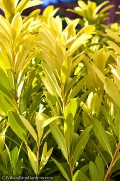 Florida Sunshine Anise - 6 Pack Of 1 Gallon Pots -Garden Wisp Sales Store Anise Flroida Sunshine JW 1 1