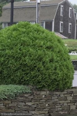 Woodward Globe Arborvitae - 3 Gallon Pot