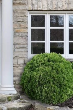 Woodward Globe Arborvitae - 3 Gallon Pot -Garden Wisp Sales Store Arborvitae Woodwardii Globe 12