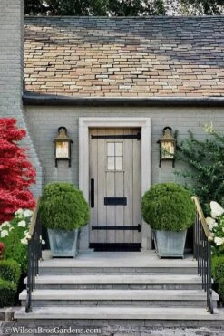 Woodward Globe Arborvitae - 3 Gallon Pot -Garden Wisp Sales Store Arborvitae Woodwardii Globe 13