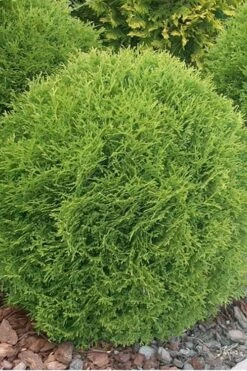 Woodward Globe Arborvitae - 3 Gallon Pot -Garden Wisp Sales Store Arborvitae Wordwardii