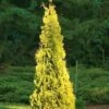 Yellow Ribbon Arborvitae (Thuja Occidentalis) - 3 Gallon Pot