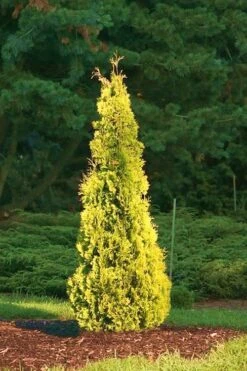 Yellow Ribbon Arborvitae (Thuja Occidentalis) - 3 Gallon Pot